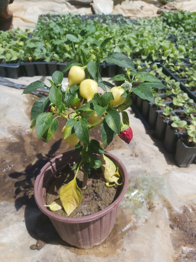 Saksıda Süs Biberi (1 Adet)