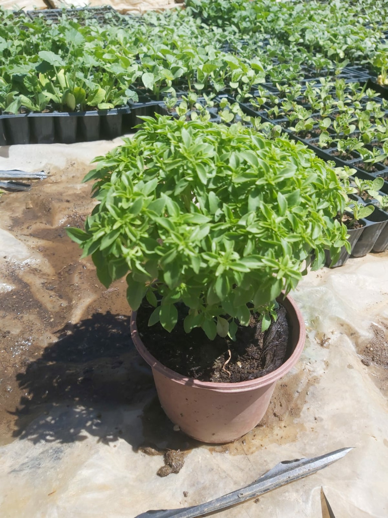 Saksıda Fesleğen (1 Adet)