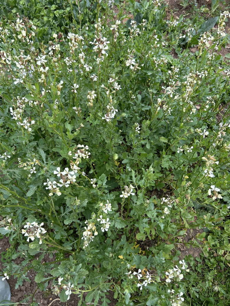 Roka Tohumu Ata Tohumu 5 Gr