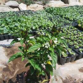 Saksıda Süs Biberi  (1 Adet)