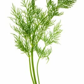 Taze Rezene Yaprağı 