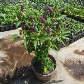 Saksıda Süs Biberi (1 Adet)