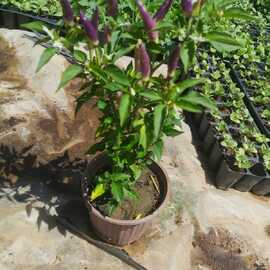 Saksıda Süs Biberi (1 Adet)