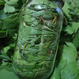 Asma Yaprağı (1 Lik Cam Kavanoz)