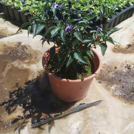 Saksıda Süs Biberi  (1 Adet)