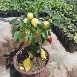 Saksıda Süs Biberi (1 Adet)