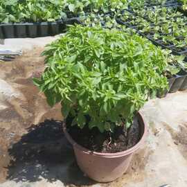 Saksıda Fesleğen (1 Adet)