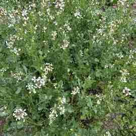 Roka Tohumu Ata Tohumu 5 Gr