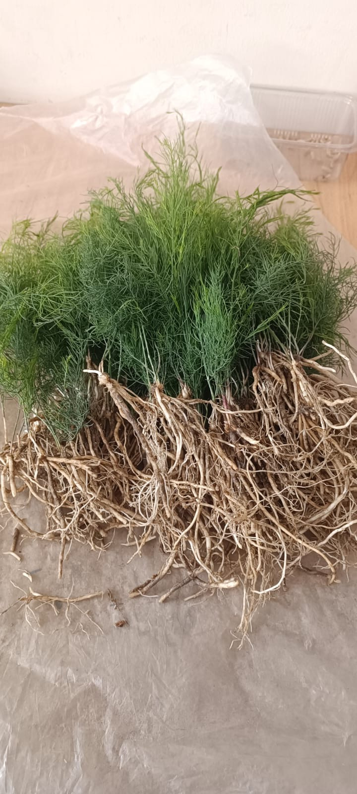 Kuşkonmaz Fidesi 25Ad Açık Köklüdür