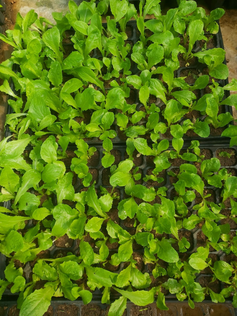 Duna Sarı Marul (10 Adet)