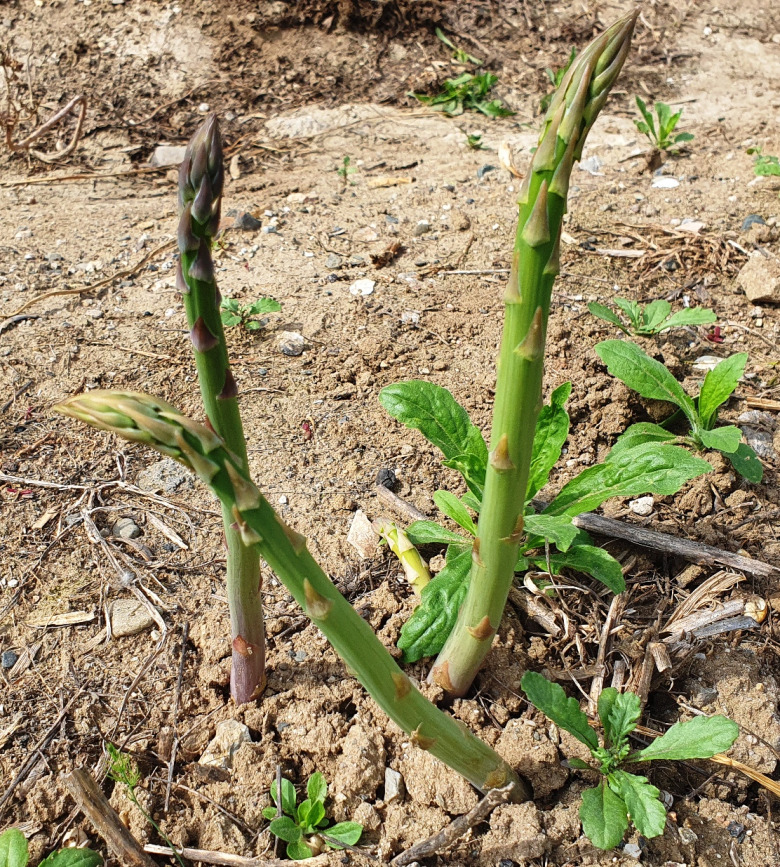 Taze Kuşkonmaz 1 Kg.