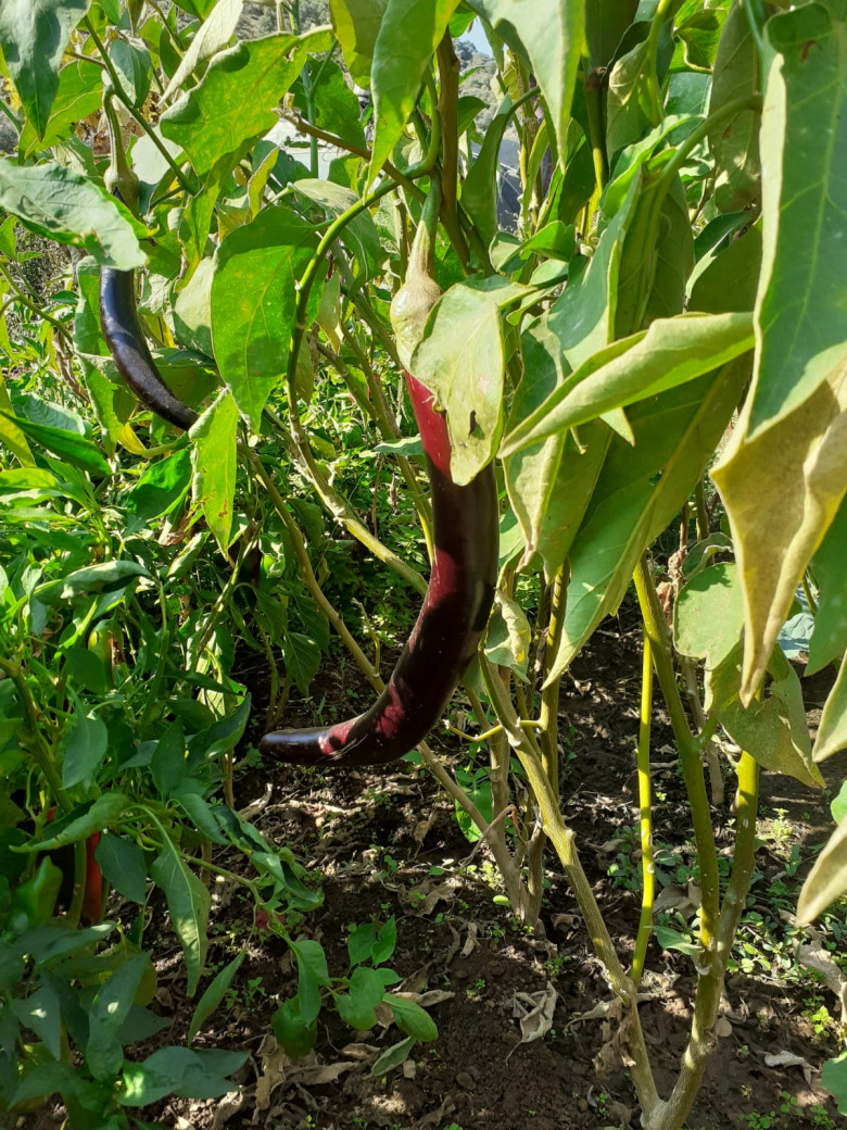 Ödemiş Patlıcanı Fidesi (İnce Uzun Siyah 20 Adet)
