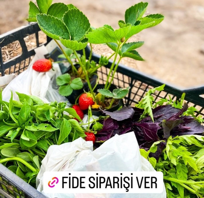 Karışık Viyollü Yaz Fideleri