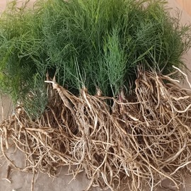 Kuşkonmaz Fidesi 25Ad Açık Köklüdür