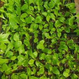 Duna Sarı Marul (10 Adet)