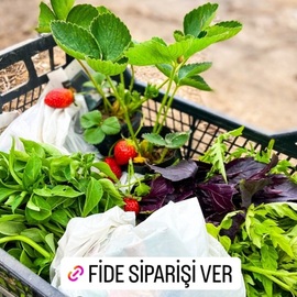 Karışık Viyollü Yaz Fideleri