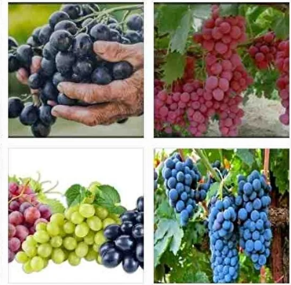 Üzüm Fidanı Tohumu 5000 Adet