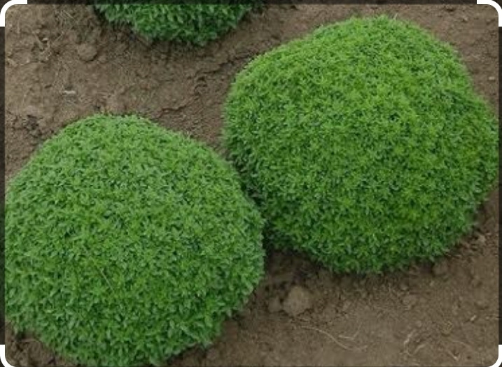 Sivrisinek Kovucu Bitki Tohumu 