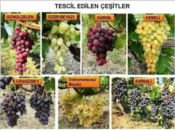 Üzüm Fidanı Tohumu 1500 Adet