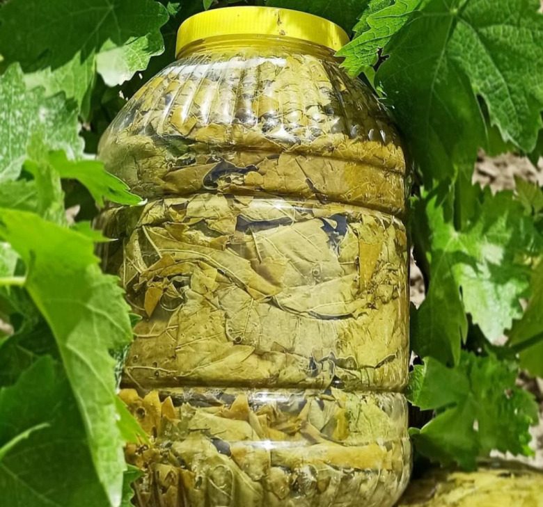 Salamura Asma Yaprağı (5 Lik Bidon)