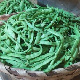 Organik Taze Fasulye