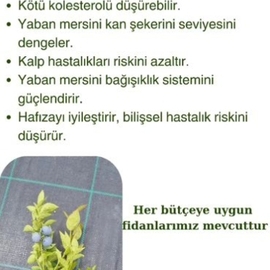 Yaban Mersini Fidanı 3 Yaş