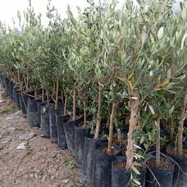 2 Yaş Zeytin Fidani - Gemlik