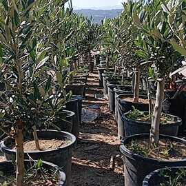 5 Yaş Zeytin Fidanı - Gemlik