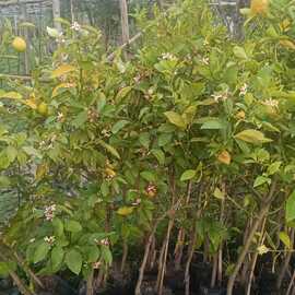 7 Veren Limon Fidanı (Meyveli) - 3 Yaş