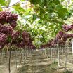 Üzüm Fidanı Tohumu 1500 Adet - 6
