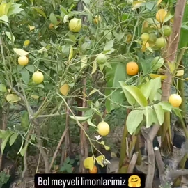 7 Veren Limon Meyveli 