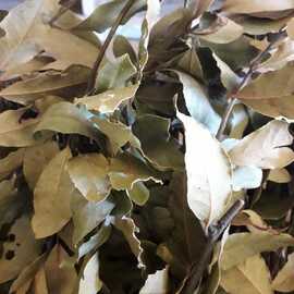 Organik Defne Yaprağı