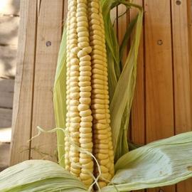 Organik Süt Mısır 5 Adet