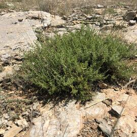 Dağ Kekiği (Kendiliğinden Yetişen)---- 1 Bağ