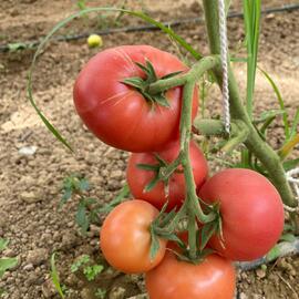 Organik Pembe Domates 500 Gr