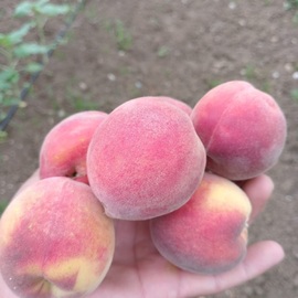 Organik Köy Şeftali