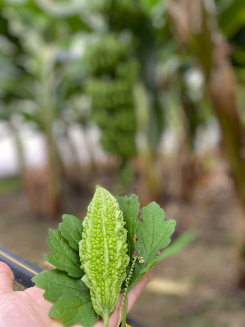 Taze Kudret Narı Meyvesi 3 Kg - 3000Gr Doğal Meyve Kudret Narı