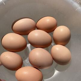 Günlük Köy Yumurtası 