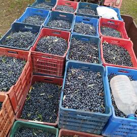 Akhisar Zeytinyağı 