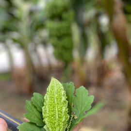 Taze Kudret Narı Meyvesi 3 Kg - 3000Gr Doğal Meyve Kudret Narı