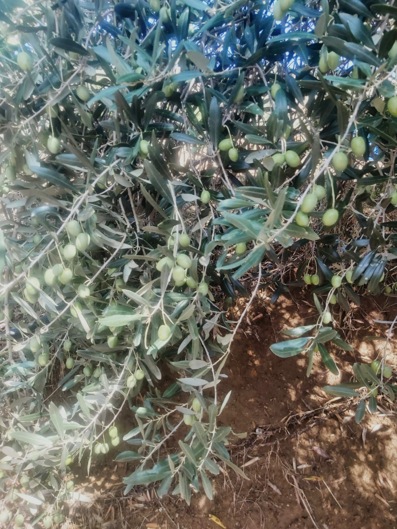 Yeşil Ham Sofralık Zeytin (2 Kilogram)