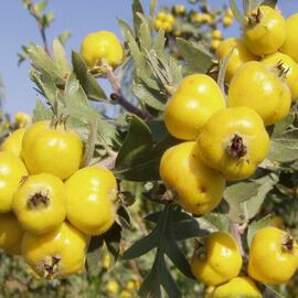 Aluç Meyvesi - Taze