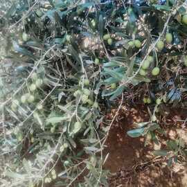 Yeşil Ham Sofralık Zeytin (2 Kilogram)