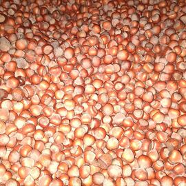 3 Kg Giresun Yağlısı Kabuklu Fındık 2024