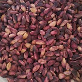 Kurutulmuş Taze Antep Fıstığı