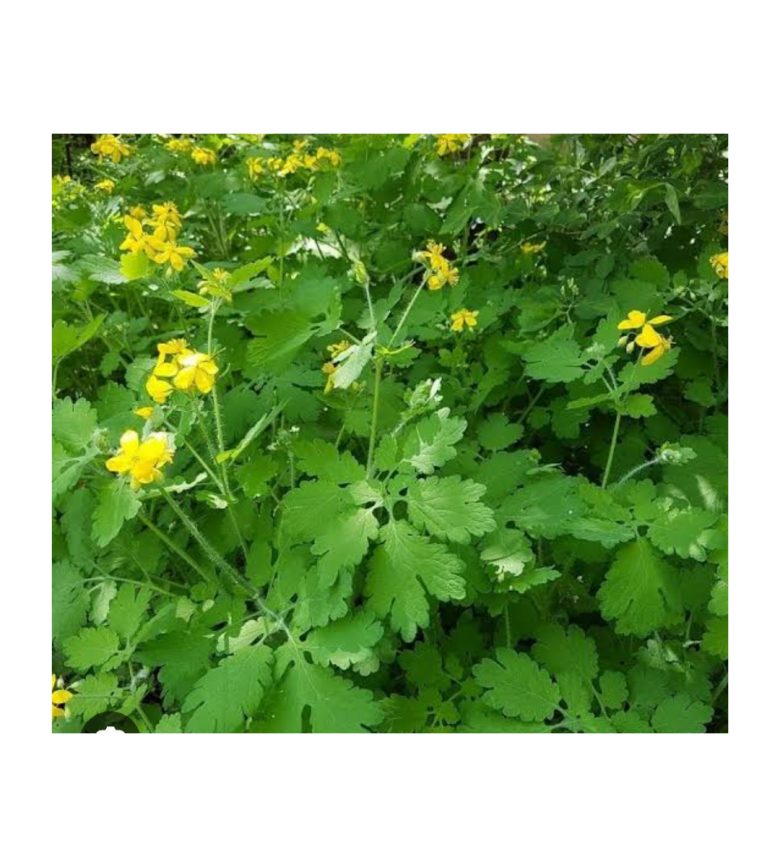 Kırlangıç Otu Tohumu 75Ad Temre Otu Kırlangıç Tohumu