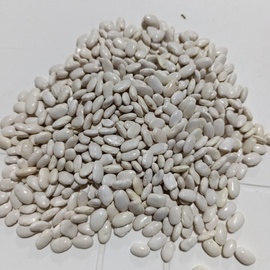 Dermasyon Kuru Fasülye