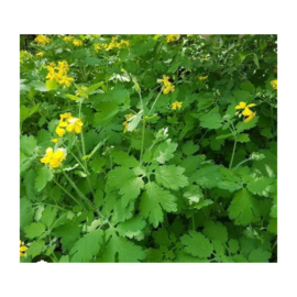 Kırlangıç Otu Tohumu 75Ad Temre Otu Kırlangıç Tohumu