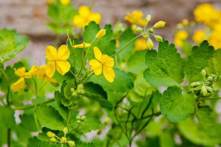 Kırlangıç Otu Fidesi Açık Kök Saksısız 1 Adet 3 Yaşında