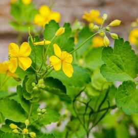 Kırlangıç Otu Fidesi Açık Kök Saksısız 1 Adet 3 Yaşında